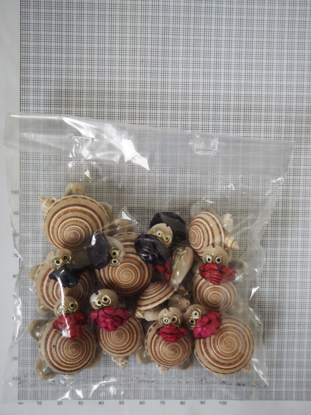 亀は万年(クロスジグルマ)【約4～5cm/10個入】 En: Shell Turtle