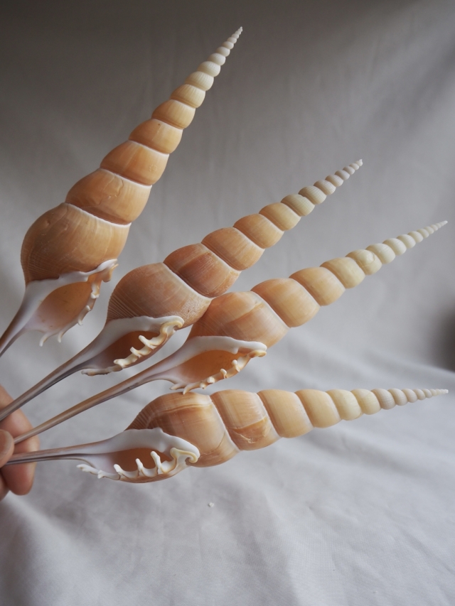 ハシナガソデガイ【約22～24cm/1個】 En:Shin-bone Tibia