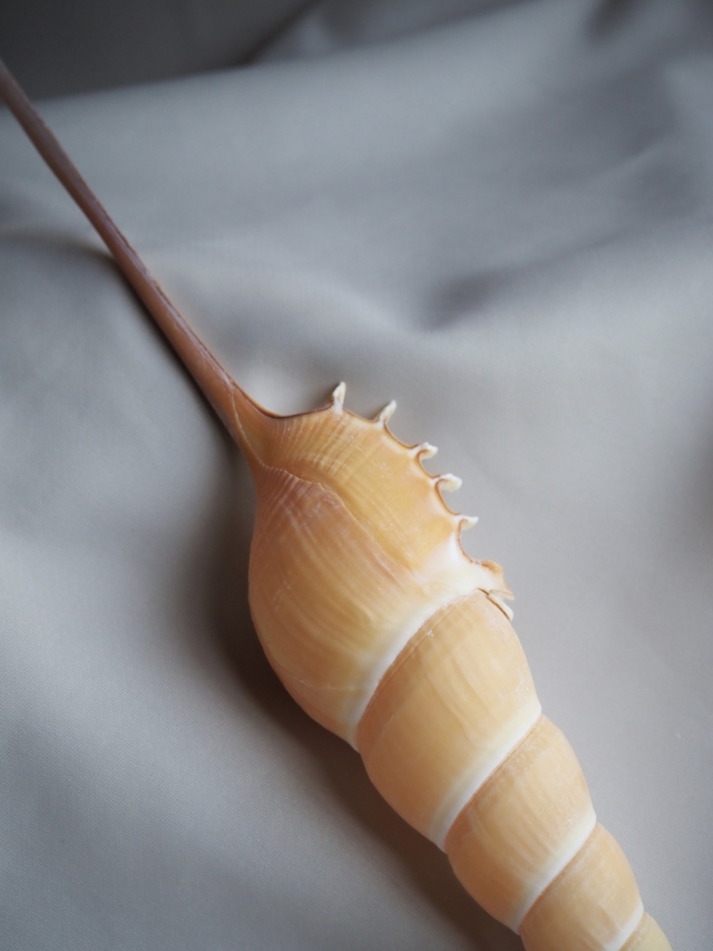 ハシナガソデガイ【約22～24cm/1個】 En:Shin-bone Tibia (Size:22