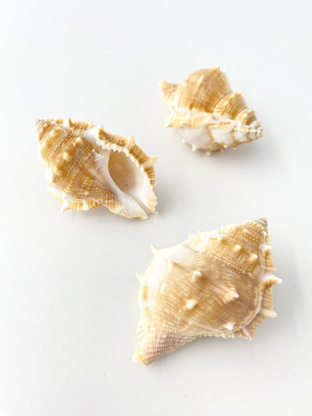 ミヤコボラ【約6～7cm/5個入】 En: Gyrineum rana (Size:6-7cm, per