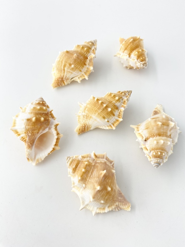 ミヤコボラ【約6～7cm/5個入】 En: Gyrineum rana (Size:6-7cm, per