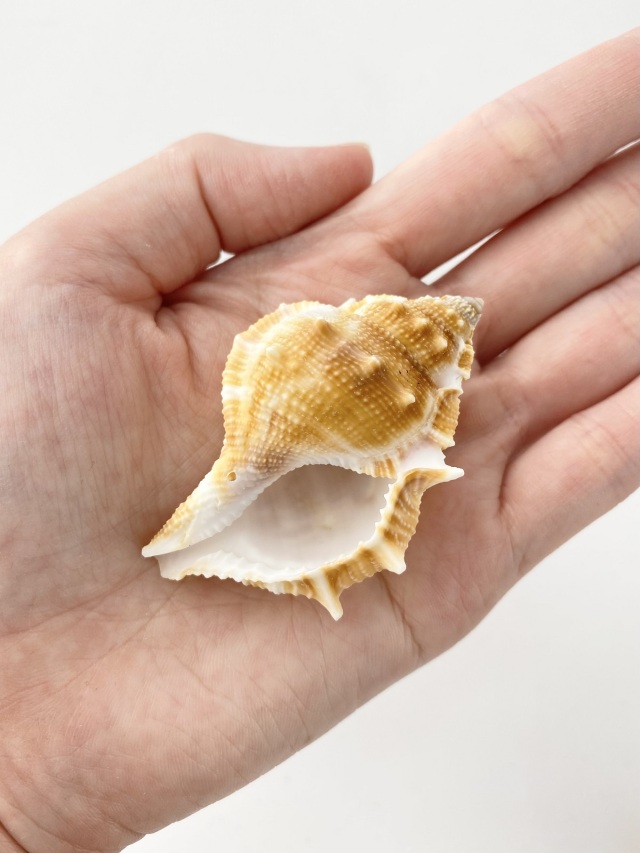 ミヤコボラ【約5.5～6cm/5個入】[メール便可-5袋まで] 貝殻