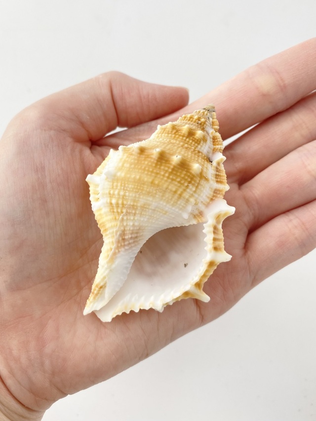 ミヤコボラ【約6～7cm/5個入】 En: Gyrineum rana (Size:6-7cm, per