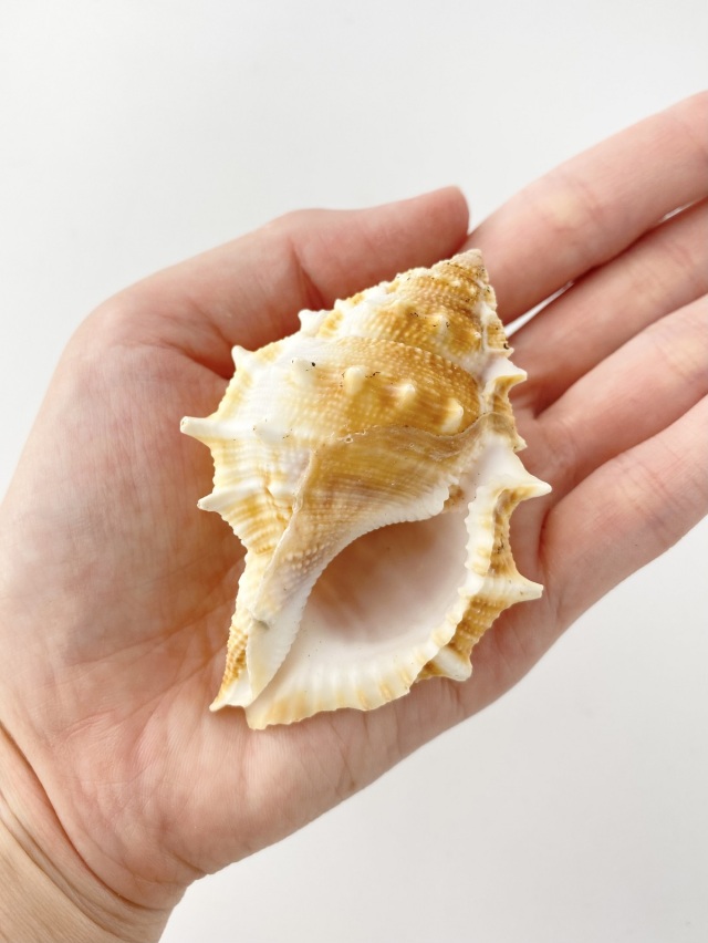 貝殻標本　ダンシャクボラ ミヤコボラ【約7～8cm/5個入】 En: Gyrineum rana (Size:7-8cm, per