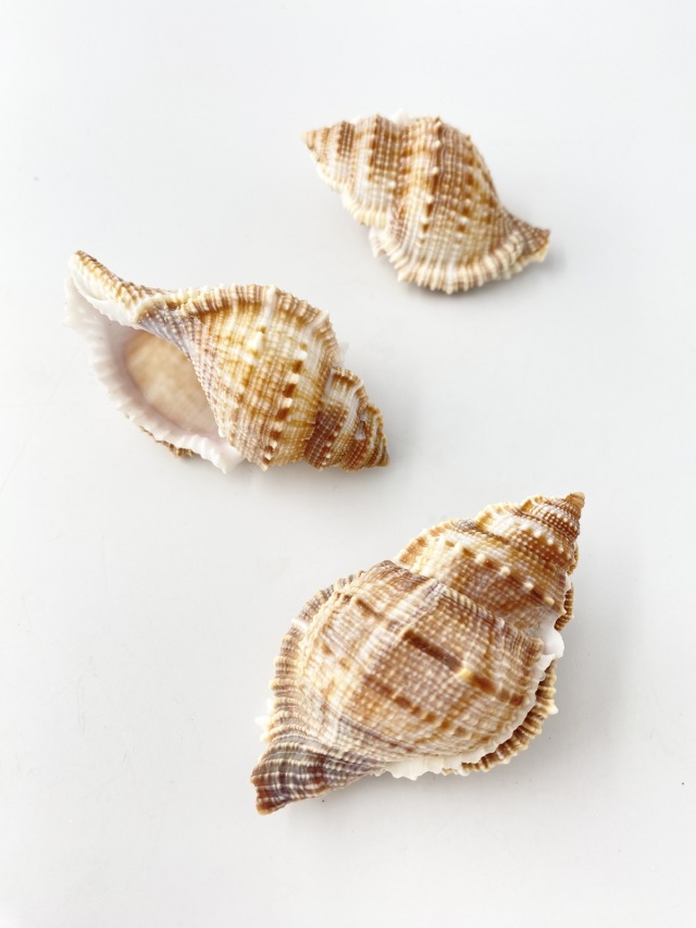 ヒメヤスリミヤコボラ【約6～8cm/5個入】 En:Bufonaria subgranosa