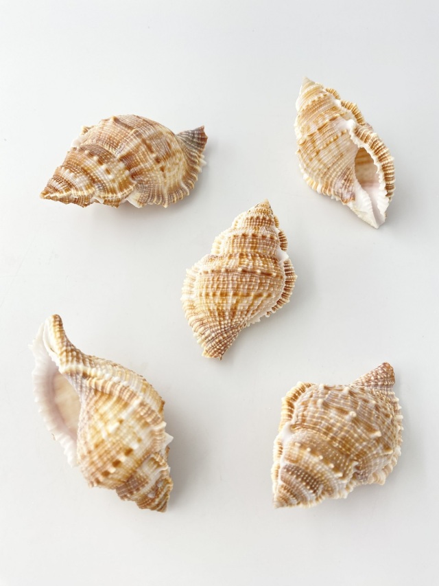 ヒメヤスリミヤコボラ【約6～8cm/5個入】 En:Bufonaria subgranosa