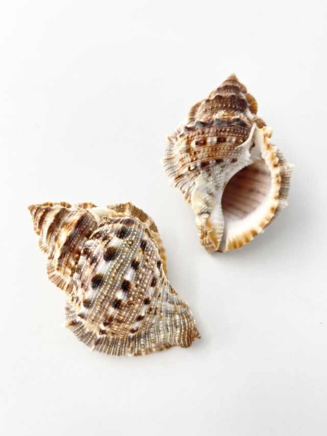 スミツキミヤコボラ【約5～7cm/5個入】[メール便可-4袋まで] En