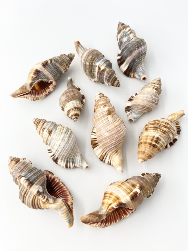 シノマキ【約5～8cm/10個】[メール便可-2袋まで] En: Cymatium