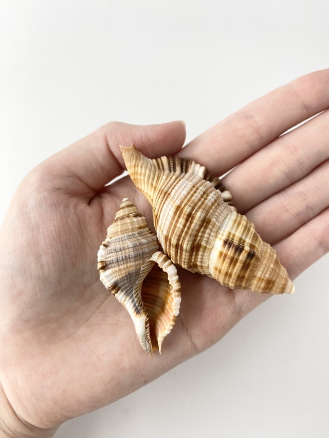 シノマキ【約5～8cm/10個】[メール便可-2袋まで] En: Cymatium