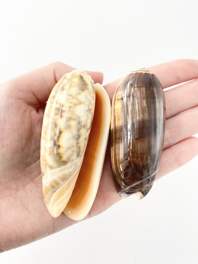 マクラガイ大【7cm前後/10個入】 En: Olive shell (size:7cm, per 10pcs)