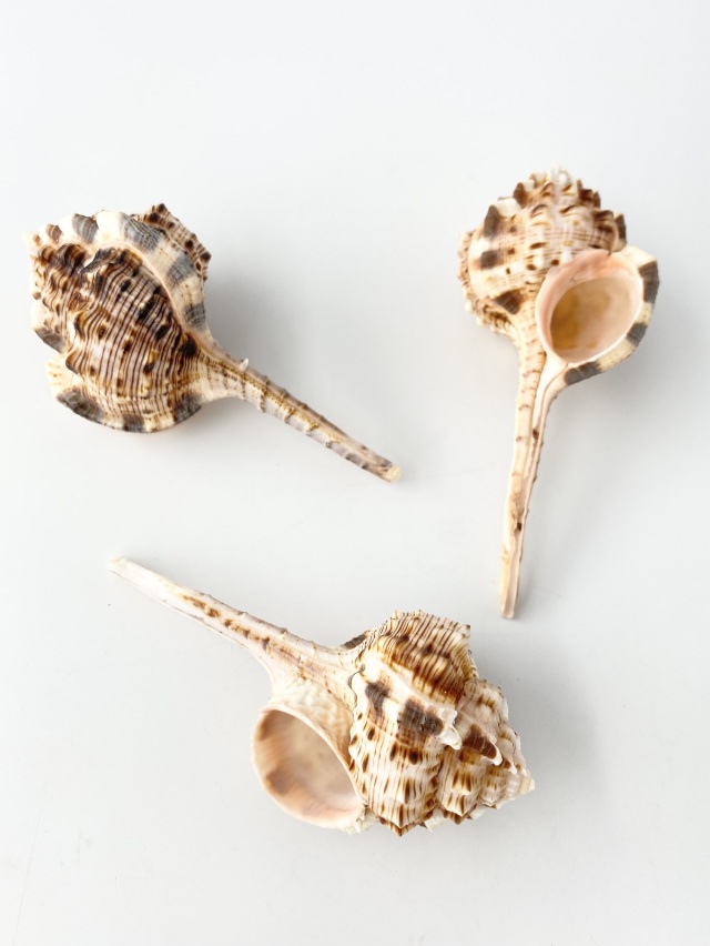 サツマツブリ【約10～12cm/2本入】 En: Snipe's Bill Murex (size
