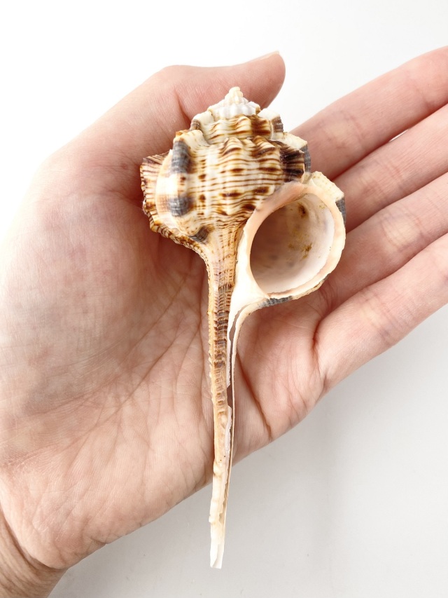 サツマツブリ【約10～12cm/2本入】 En: Snipe's Bill Murex (size