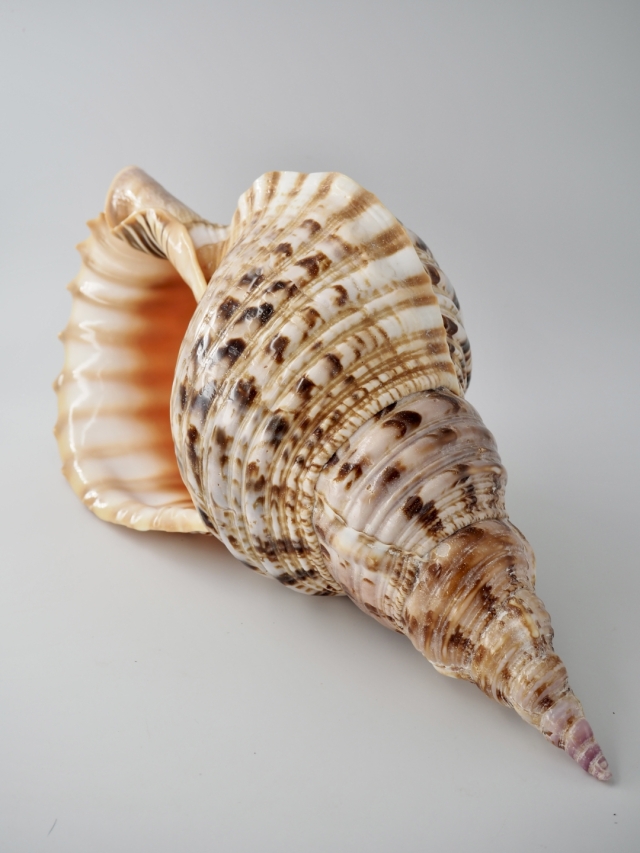 ホラガイ【37cm前後/1個】法螺貝 貝殻