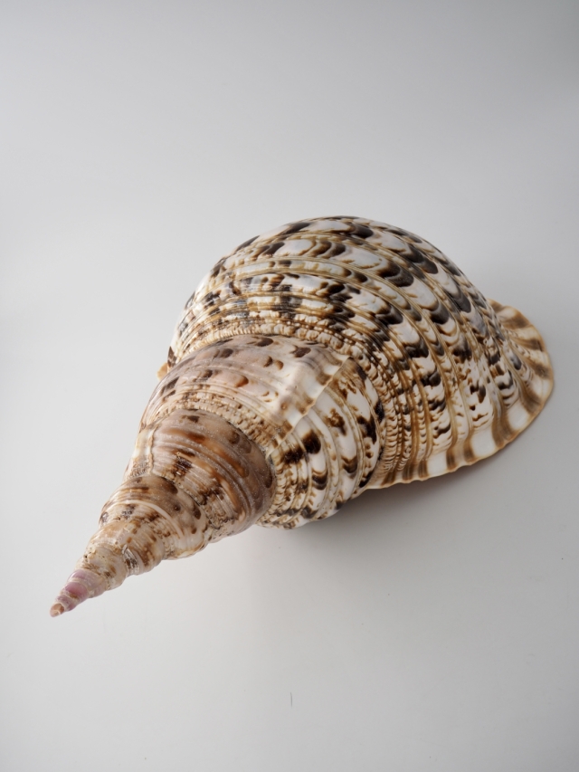 ホラガイ【37cm前後/1個】法螺貝