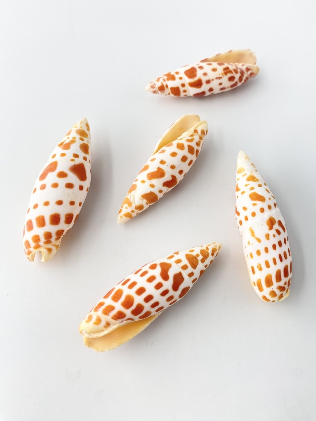 チョウセンフデガイ【約8±0.5cm/3本入】[メール便可-6袋まで] En