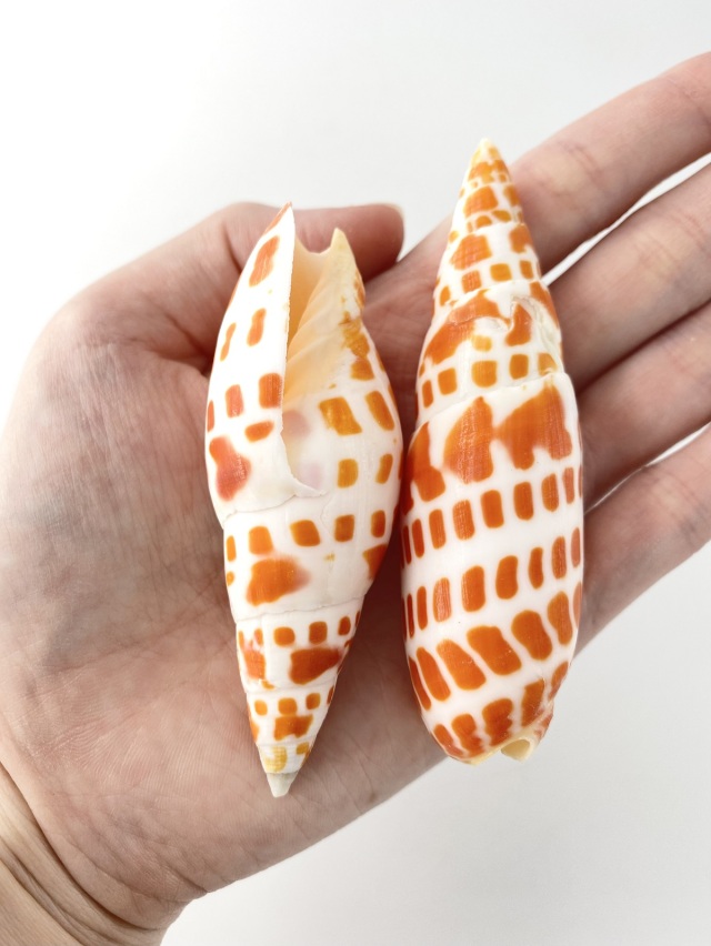 チョウセンフデガイ【約8±0.5cm/3本入】[メール便可-6袋まで] En