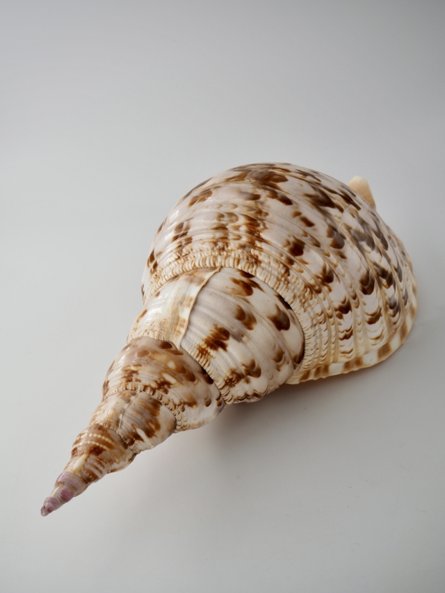 法螺貝 ほら貝 ホラガイ貝殻巻貝 約33cm