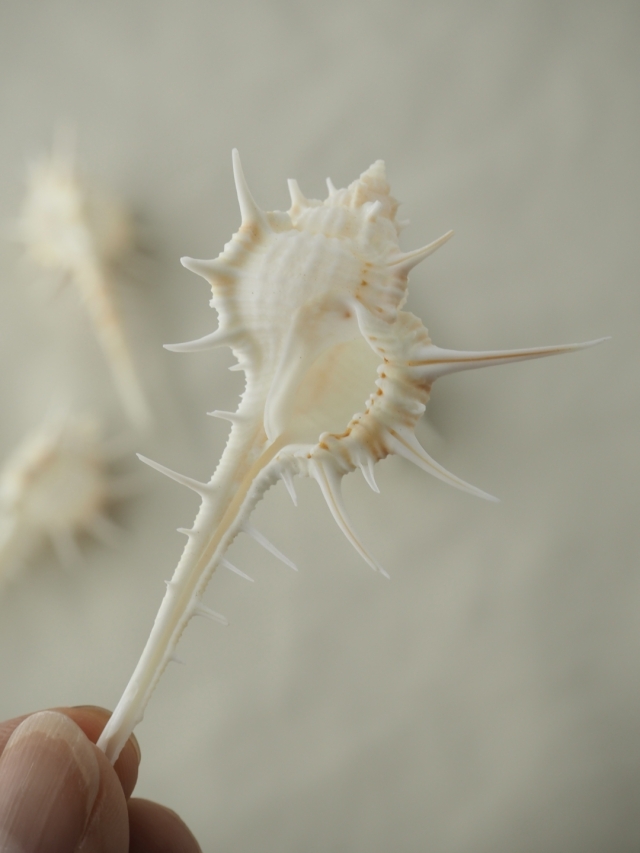 エンマノホネガイ【約5～8.5cm/5個入】 En: Murex tenuirostrum