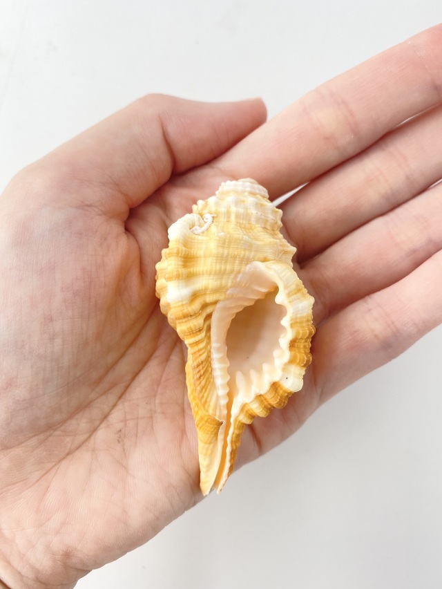 ニクイロフジツ【約6～7cm/3個入】En:Yellow-Lip Triton(Size:6-7cm