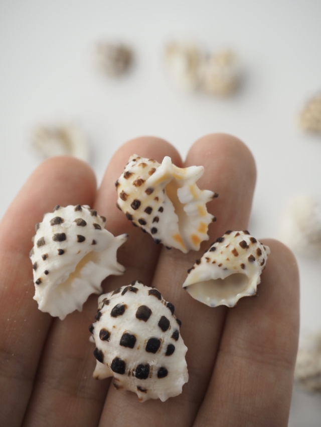 イガレイシ【約1.5～2.5cm/約50g】 En: Drupa ricinus (Size:1.5