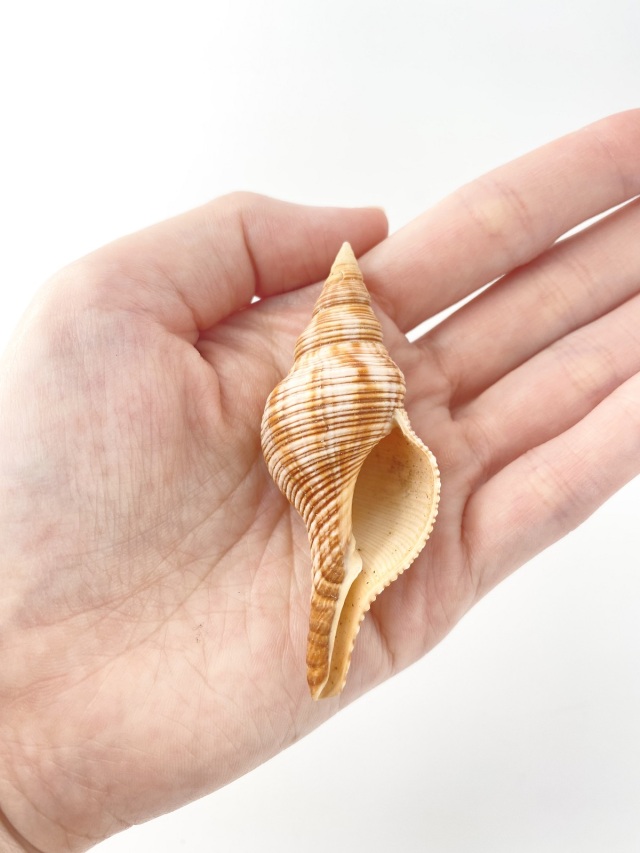 大きな螺旋状の美しいオレンジ色の貝殻長さ約20cm貝殻 ナガイトマキボラ小【約7～8cm/2本入】 En: Filamentous Horse Conch