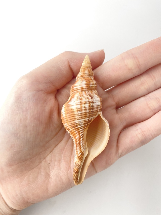 ナガイトマキボラ大【約8～9.5cm/2本入】 En: Filamentous Horse