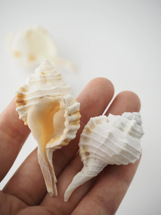 オウムガイ 3面スライス 18.1 cm No.1494 オナガガイ【約5～7cm/5個