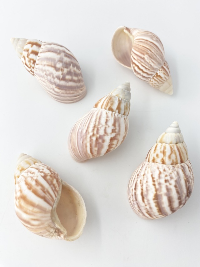 アフリカマイマイ自然【約7cm前後/5個入】En: Giant African snail