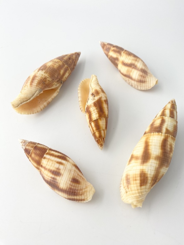 コゲフデ【約5～8cm/5本入】 En:Mitra eremitarum (size: 5-8cm, per