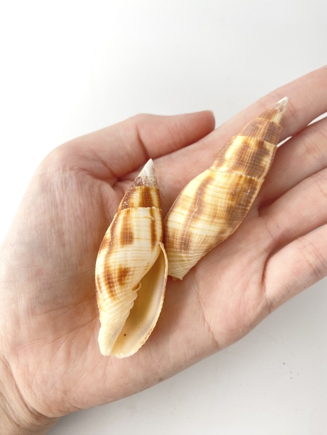貝殻 8個セット トゲ付き コゲフデ【約5～8cm/5本入】 En:Mitra eremitarum (size: 5-8cm, per