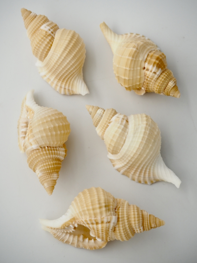 ディストロシオ レティクラタ -大-(イボボラ)【7cm前後/5個】 貝殻