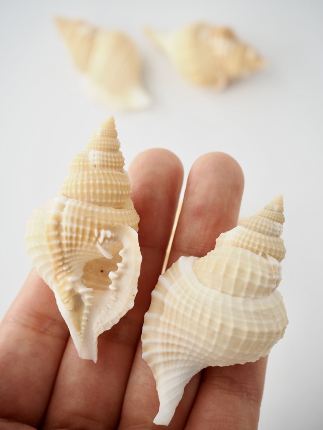 ディストロシオ レティクラタ（イボボラ）【約5cm前後/10個】[メール