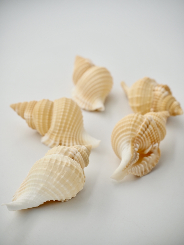 ディストロシオ レティクラタ（イボボラ）【約5cm前後/10個】[メール