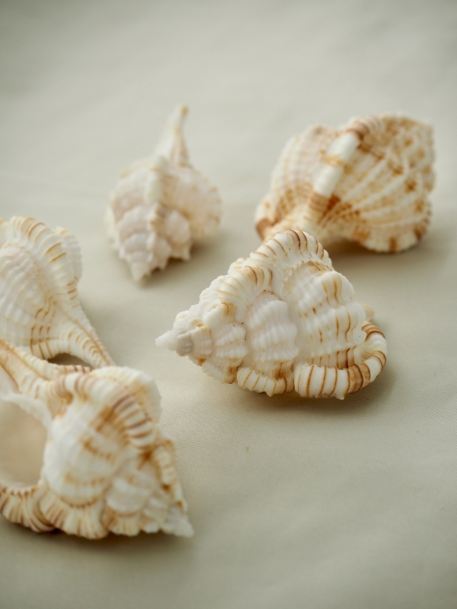 ムレックスヘラシ(トサツブリボラ)【約4.5～6cm/5個】[メール便可-6袋