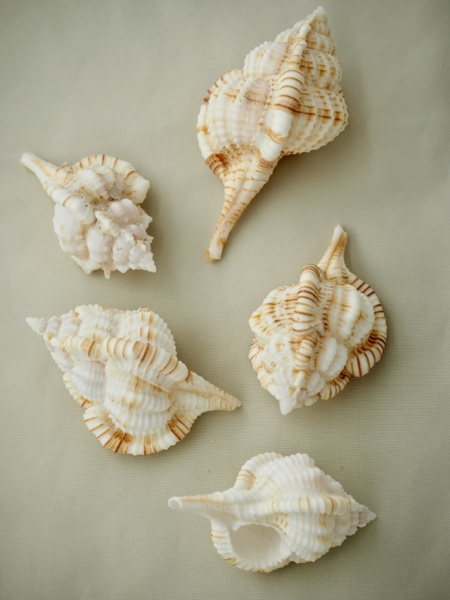 ムレックスヘラシ(トサツブリボラ)【約4.5～6cm/5個】[メール便可-6袋