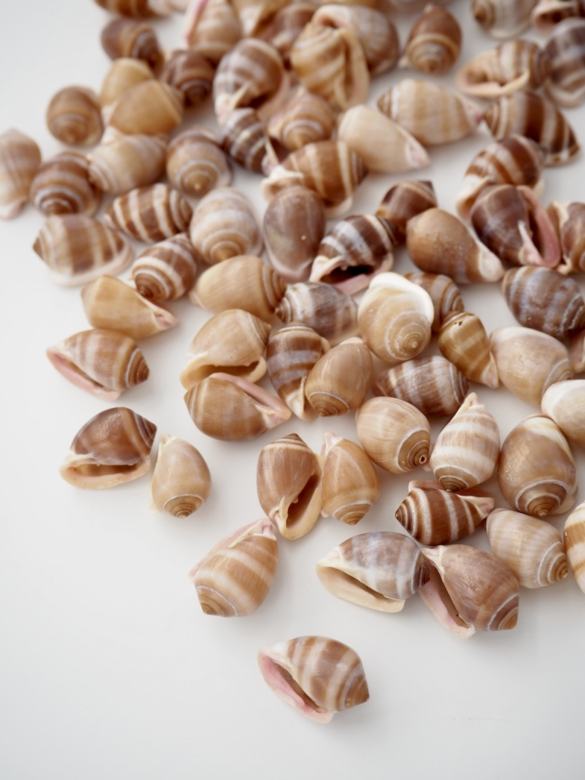 カシドラノプリオス(ウラシマミミガイ)【約 1.5～2.0cm/50g