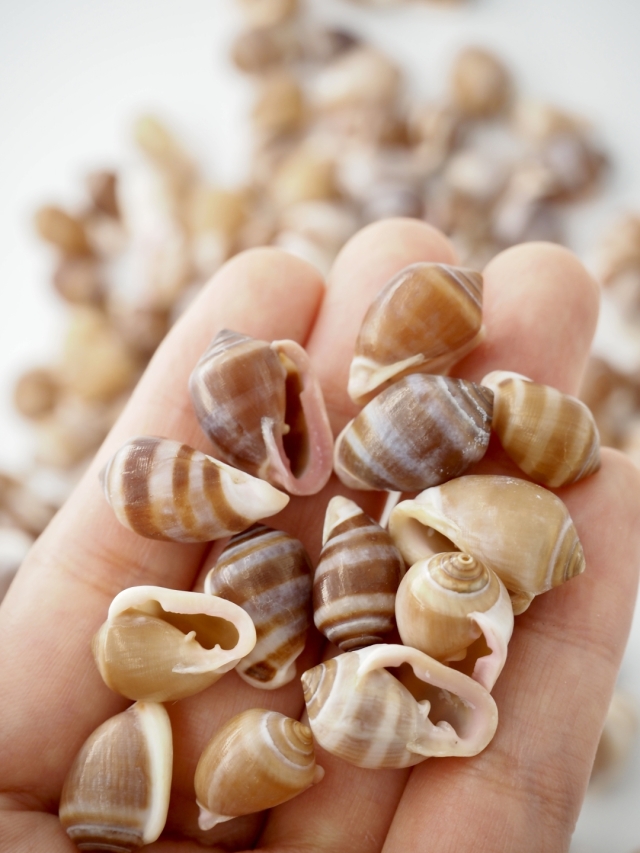 貝殻6個セット　万宝貝、クモ貝、ホシダカラ、ウラシマ、ミヤニシ貝 貝殻6個セット 万宝貝、クモ貝、ホシダカラ、ウラシマ、ミヤニシ