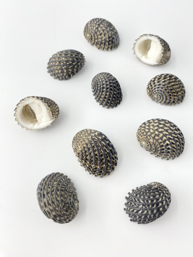 マキミゾアマオブネ【約2～3cm/10個】[メール便可-8袋まで] En:Snake