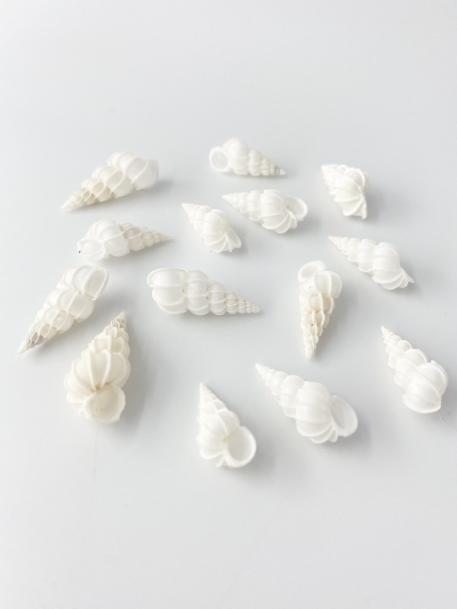 トウガタイトカケ【約2～2.5cm/2個】[メール便可] En:Epitonium