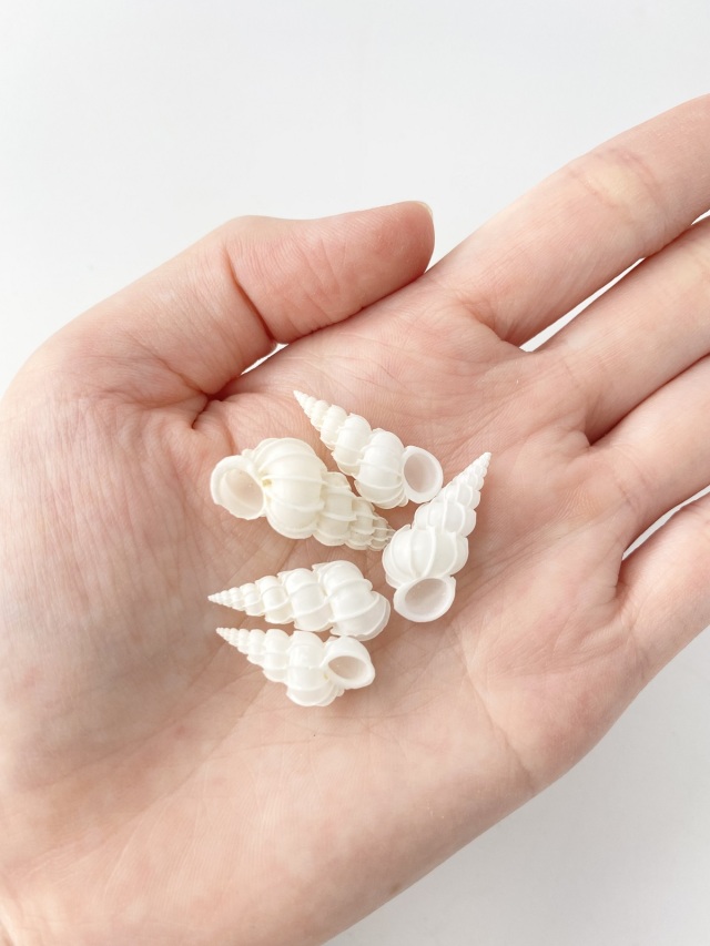 トウガタイトカケ【約2～2.5cm/2個】[メール便可] En:Epitonium