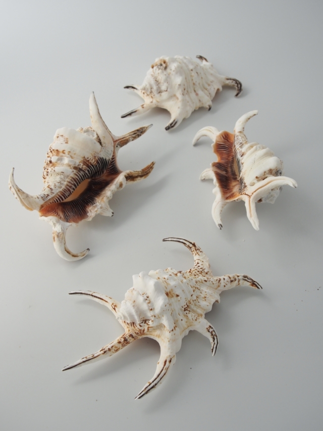 スイジガイ(水字貝)小【約10～12cm/1個】En: Lambis chiragra (size 