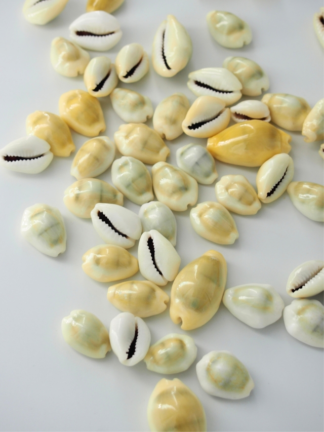 マニータ【約1.5～2.5cm】[メール便可-400gまで] En: Money cowrie