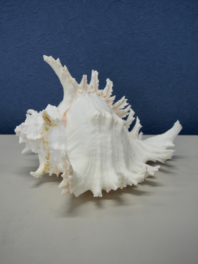 テングガイ【約24～27cm/1個】En: Murex Ramosu (size:24-27cm, per 1pc)