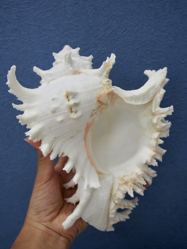 テングガイ【約24～27cm/1個】En: Murex Ramosu (size:24-27cm, per 1pc)