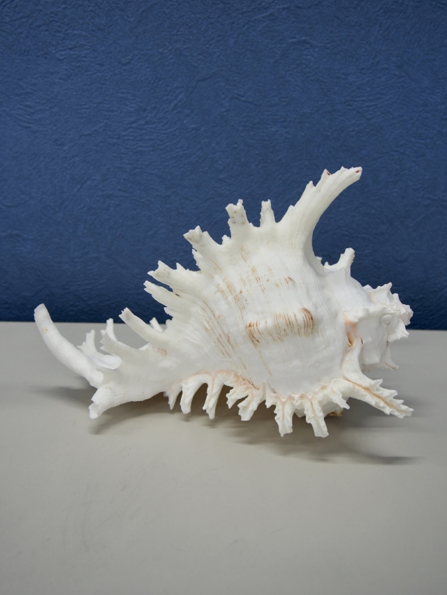 テングガイ【約24～27cm/1個】En: Murex Ramosu (size:24-27cm, per