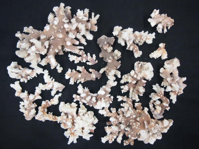 天然珊瑚(幹)【約7～25cm/約5kg】 - Not for overseas sale -