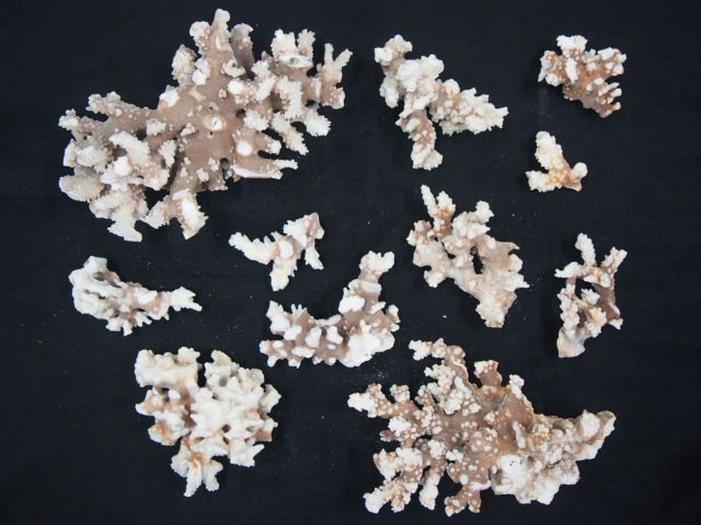 天然珊瑚(幹)【約7～25cm/約5kg】 - Not for overseas sale -