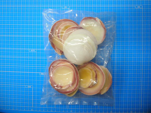 ツキガイ片面【約4～8cm/約500g】 En: Codakia tigerina (Size:4