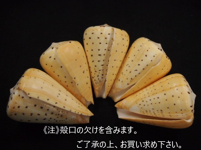 ダイミョウイモ -小-【約7.5～8cm/1個】 En: Beech Cone (Size:7.5