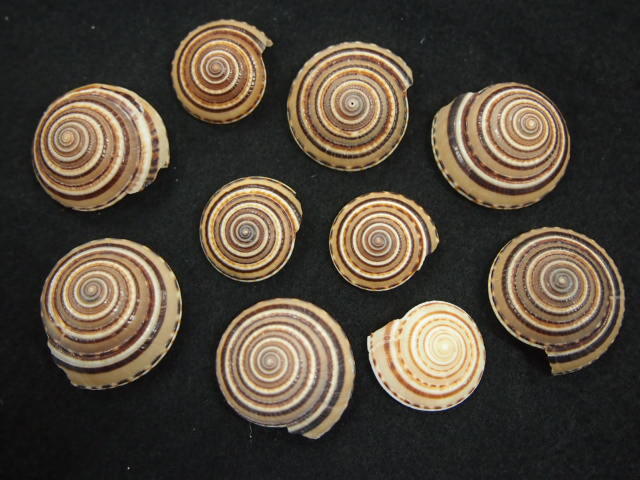 法螺貝36.1cm 法螺貝 40cm 1070g 特大 - Kaiショップ